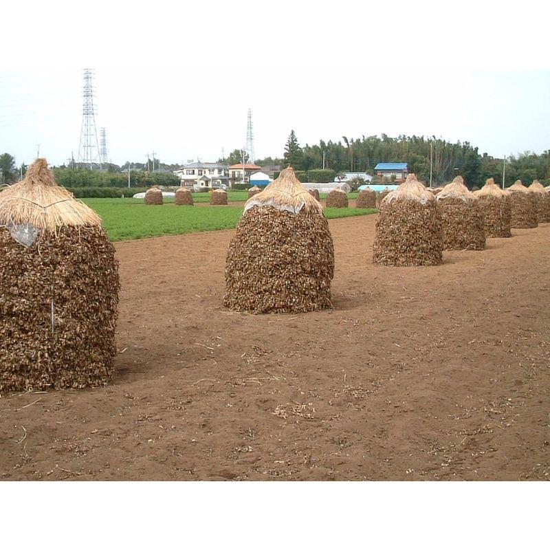 天日干し煎ざや400g×10個セット(千葉半立） 千葉県産八街落花生