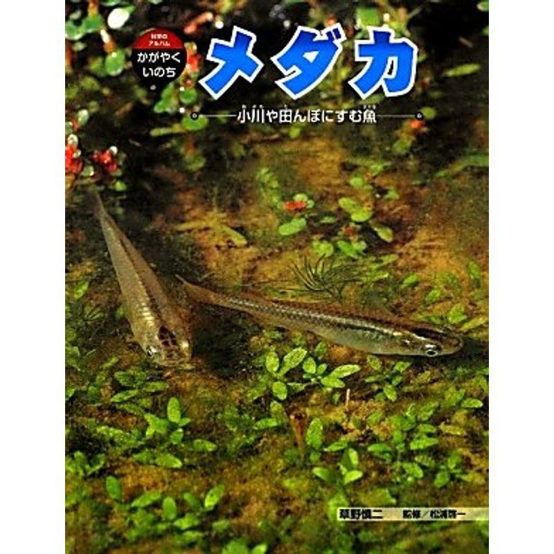 メダカ?小川や田んぼにすむ魚 (科学のアルバム・かがやくいのち)