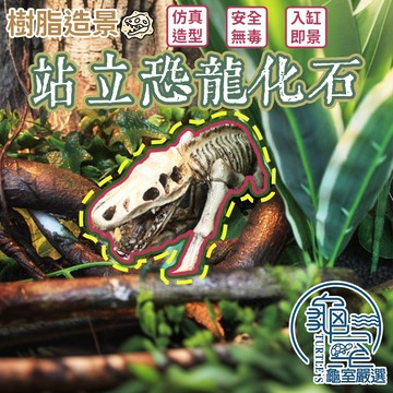 PJ小舖 爬蟲造景 恐龍化石 站立恐龍 化石 暴龍化石 侏儸紀 魚缸造景 造景裝飾 樹脂造景 水族裝飾 創意擺件