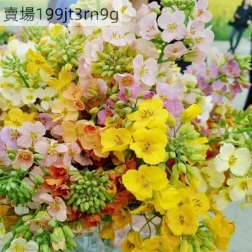 現貨 西洋油菜種子（500粒）油菜花 觀賞食用 快收嫩葉 陽台盆栽 榨油綠肥 新手必備 現貨免運 附三階段利用教學