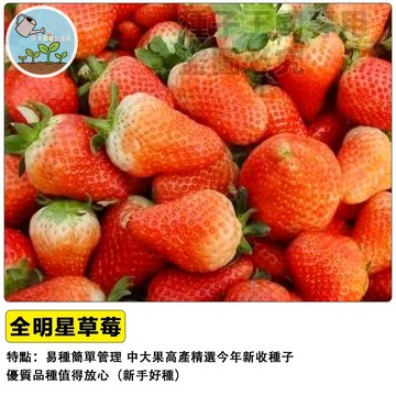 全明星草莓種子 四季草莓  美國品種 庭院陽台盆栽 水果種子 家庭農場 自種草莓 香甜多汁 耐熱好種 新鮮採收