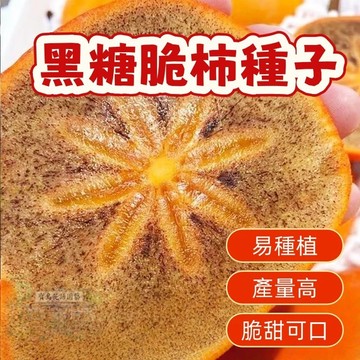 🔥（黑糖柿子種子） 當季新籽 發芽率高 新手易種植 營養豐富 脆甜可口 長勢較快 陽台庭院盆栽#超優惠