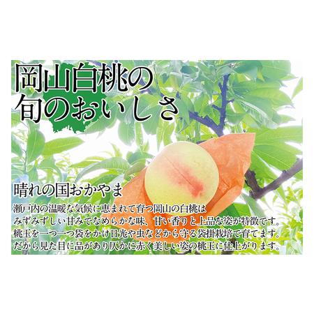 ふるさと納税 桃 2024年 先行予約 岡山の白桃 250g以上×6玉 白桃 旬 みずみずしい 晴れの国 おかやま 岡山県産 フルーツ王国 果物王国 岡山県倉敷市