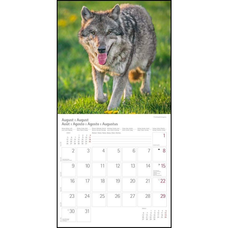 Woelfe Wolves Broschuerenkalender Wandkalender mit herausne