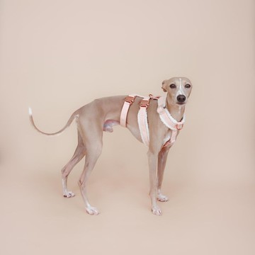 【Linécru】XII 絨毛胸背帶 (共14色)