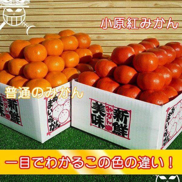 小原紅早生みかん15ｋｇ　お歳暮　贈答用