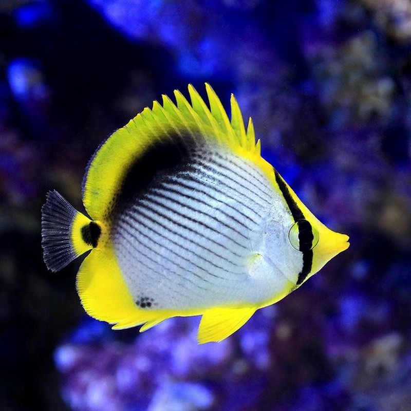 海水魚 沖縄産 アケボノチョウチョウウオ １匹 北海道航空便要保温 通販 Lineポイント最大0 5 Get Lineショッピング