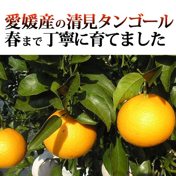 清見タンゴール タンゴール 優品 2kg 2キロ 贈答 ギフト とろけるような甘さ 柑橘 愛媛 完熟 清見オレンジ フルーツ 果物 ふるさと グルメ 一部地域 送料無料