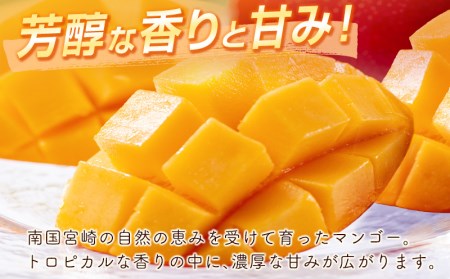 マンゴー 宮崎県産完熟マンゴー 3L×2個