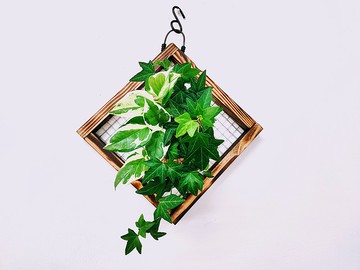 組合綠植苔球│板植│室內植物│窗邊植物│觀葉植物