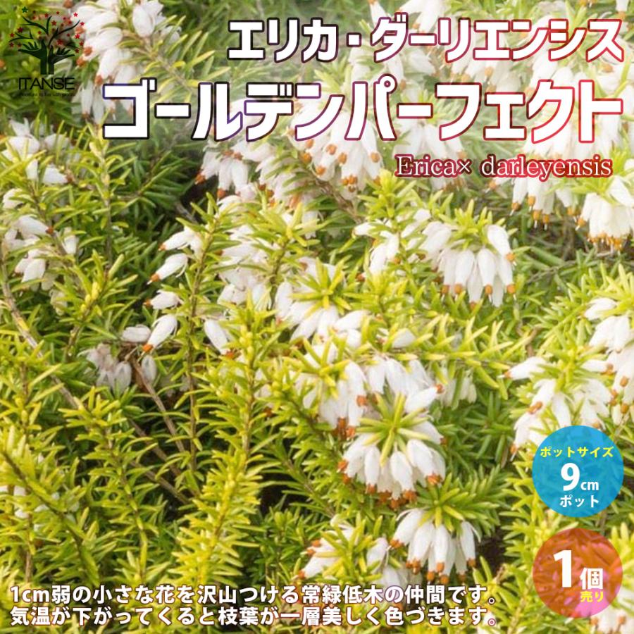 エリカ ダーリエンシス ゴールデンパーフェクト ダーレンシス 園芸品種 寄植え 寄せ植え