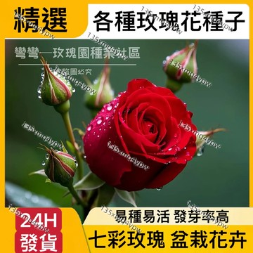 24H-發貨 新品玫瑰花種子（250粒） 稀有品種 七彩玫瑰 濃香型 盆栽庭院陽台 四季種植 耐寒耐熱 四季開花超美