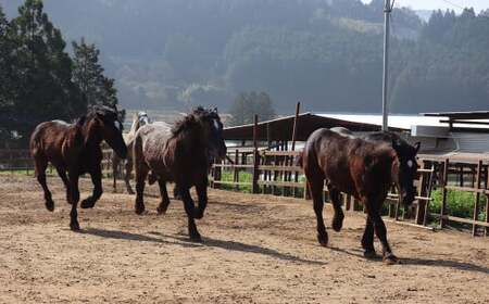 純熊本県産 馬刺しセット 馬刺し 300g 馬肉 上赤身 霜降り 上霜降り