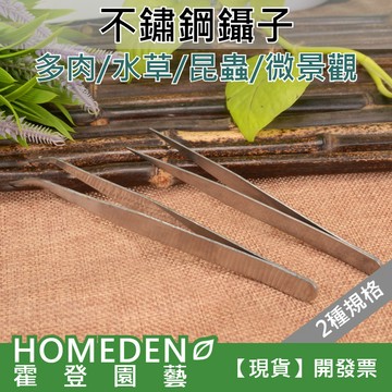 【隔日到貨】不鏽鋼鑷子 兩種長度 園藝工具 水草夾 餵食夾 多肉植物工具 夾子 彎頭 直頭【HOMEDEN霍登園藝】