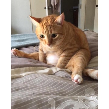 【RE】預購專用補單賣場