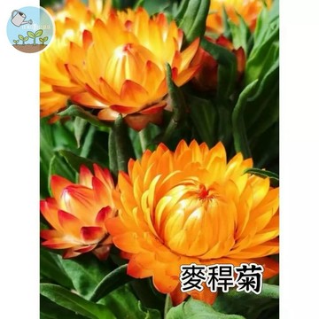 【原廠包裝】麥稈菊種子Strawflower 1000粒裝 不凋花 天然永生花 乾燥花材料 花色繽紛 新手必成 耐旱好種