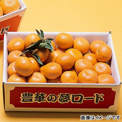 みかん 5kg 熊本 贈答用みかん