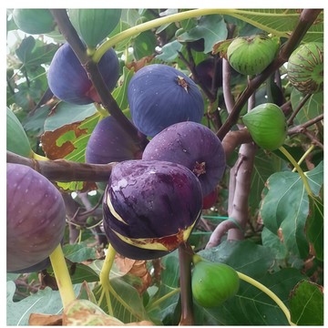 （最新日期採收）紫皮無花果種子WHG-10 庭院陽台無花果樹苗種子春秋播種盆栽種植水果種子多年生Fig