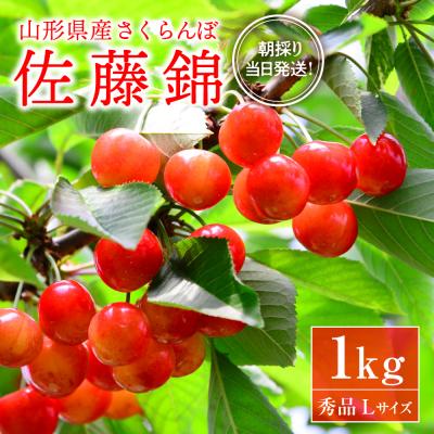 ふるさと納税 河北町  令和6年産 朝採りさくらんぼ「佐藤錦」秀品 1kgバラ詰め 山形県産