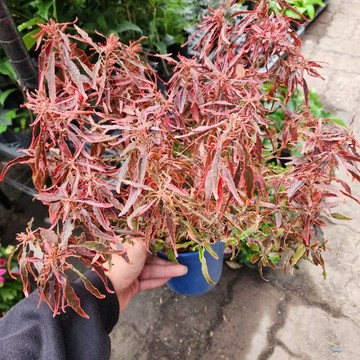P老闆園藝~火焰鐵莧 5吋盆