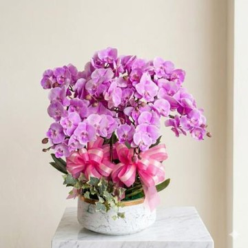 榮昇祝賀桌上型蘭花/f1150302/中號/粉/1入