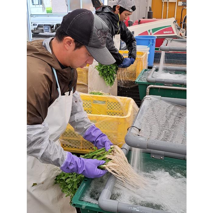 送料無料 湯沢市三関産せりを比内地鶏のだしで味わうあきたぼーのオリジナルきりたんぽセット