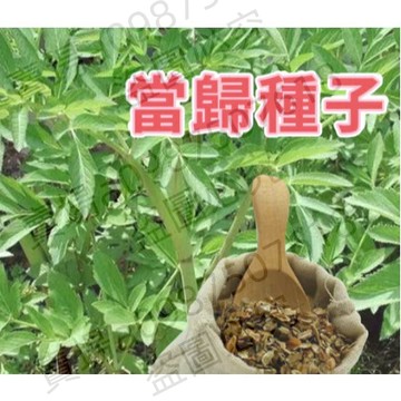 12h出貨 當歸種子（100粒）四季種植 名貴中藥 藥用種子 四季種植 多年生 當歸籽 歐當歸 岷當歸種子 超低價
