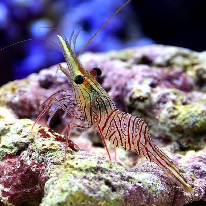 海水魚 エビ サラサエビ ミックス １匹 北海道航空便要保温 通販 Lineポイント最大0 5 Get Lineショッピング