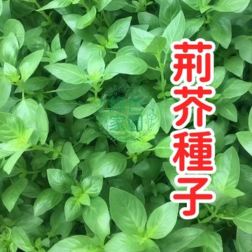 正宗埃及荊芥種子 貓薄荷種子 香草植物 草本種子 室內陽台盆栽 園藝種子 貓草替代 開花植物 易栽種 自播種