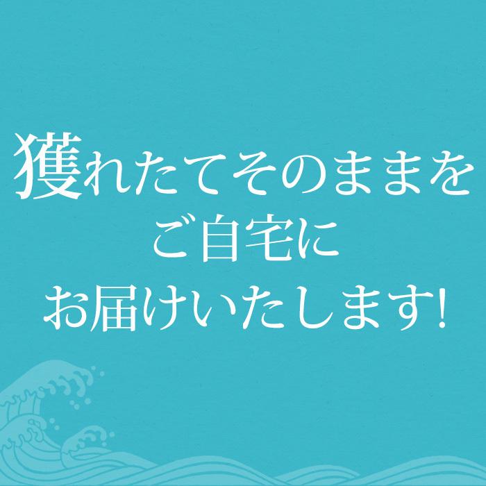 貝類 北海道産 天然活ホタテ 約3kg 約12〜18枚