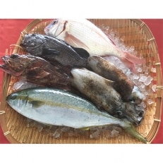 佐渡産 天然お任せ鮮魚セット 2.5kg