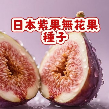 🌱無花果種子  whg 2日本紫果無花果  營養豐富 口感軟糯 耐寒耐旱易養活 庭院盆栽