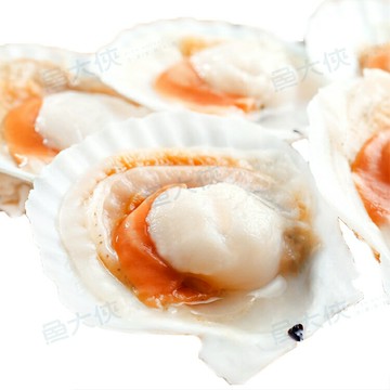 半殼扇貝(5-6cm規格/約16顆/500g/包) #5-6 #包裝易破損-1E3A【魚大俠】BC074