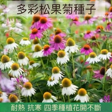 台灣現貨 鬆果菊種子（250粒）四季種植 菊科藍目菊屬 花卉 植物（種籽） 開花不斷 耐寒抗旱 多年生 花卉種子