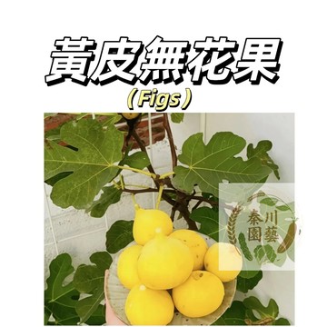 嘉義現貨（黃皮無花果種子WHG-6）無花果種子 庭院陽台無花果樹苗稀有品種水果種子春秋播種盆栽種植多年生