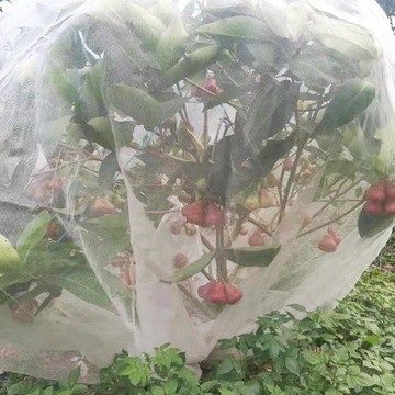 【可開收據】防蟲  櫻桃楊梅石榴網 防鳥果樹網罩蔬菜水果花卉防果蠅套袋  URTF