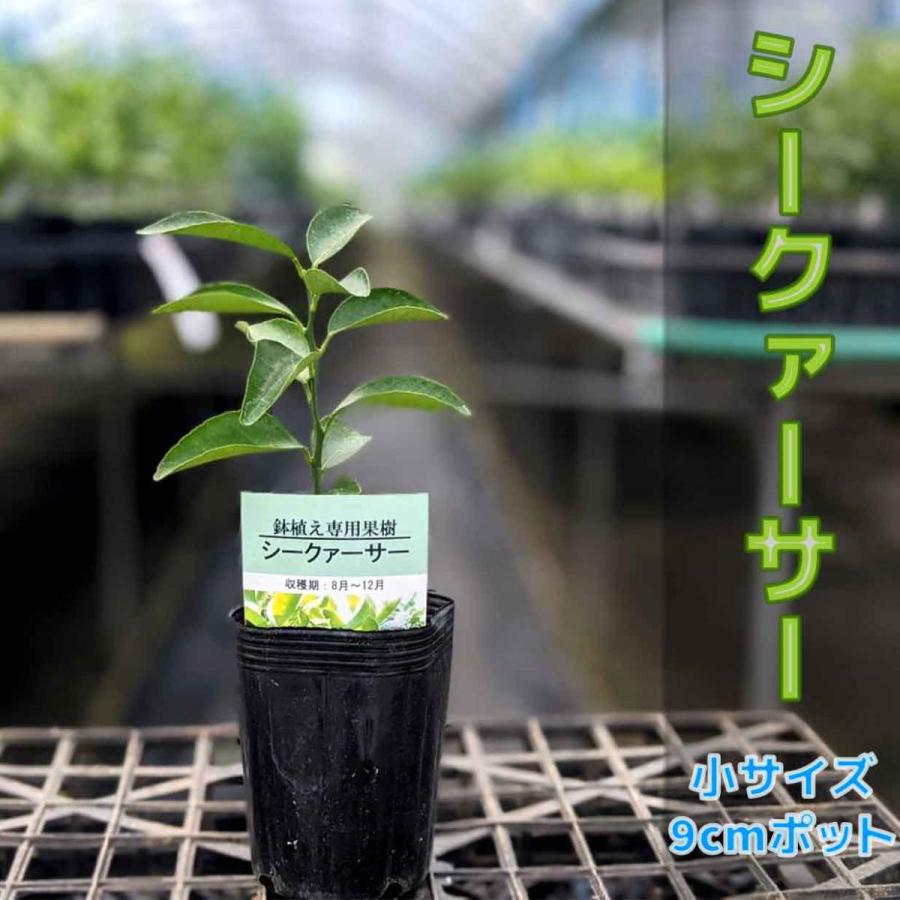 シークワーサー 苗木 鉢植え 接ぎ木苗 ポット植え［小］9cmポット 柑橘 果樹 家庭菜園 果物 フルーツ シークァーサー シークヮーサー