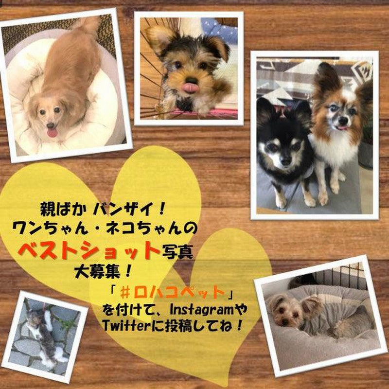注目の福袋をピックアップ！ ライオン LION シュシュット 植物生まれの消臭剤 無香料 詰め替え 320ml 