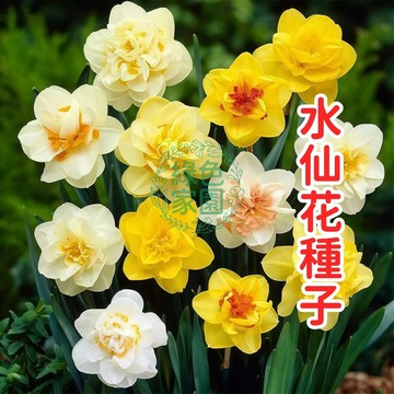 臺灣現貨水仙花種子  水仙種子鱗莖 室內盆栽花卉 清香開花植物 春節年花盆栽 水栽土耕兩用 多頭種球 居家綠化