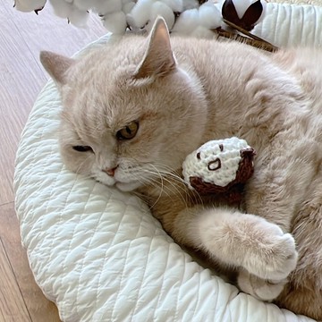 棉花造型 貓薄荷與木天蓼 貓咪玩偶