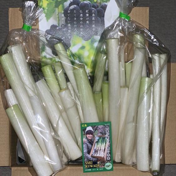 販売期間2024 01 31まで ＜訳あり＞ 野菜 ねぎ 「白ネギ」1kg細めとろ〜り柔らか 産地直送