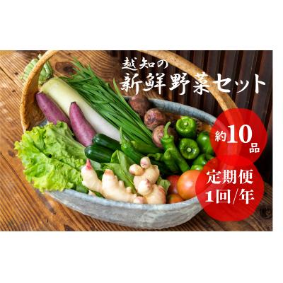 ふるさと納税 越知町 越知産市の季節の野菜セット(年1回発送)　産地直送　旬野菜