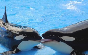 絵画風 壁紙ポスター シャチ オルカのキッス かわいい グランパス Killer Whale キャラクロ Orca 008w2 ワイド版 603mm 376mm 通販 Lineポイント最大1 0 Get Lineショッピング