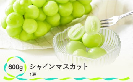 シャインマスカット 先行予約 ぶどう 秀品 600g 1房 フルーツ 果物 2024年産 令和6年産 山形県産 シャインマスカット (ぶどう シャインマスカット 山形県産シャインマスカット フルーツ シャインマスカット 秀品 シャインマスカット 先行予約 シャインマスカット) ns-busmx600