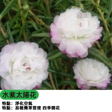 春日水紫重瓣太陽花種子 觀賞向日葵 盆栽切花適用 四季可播 開花持久 新手易種 園藝療癒 蜜源植物