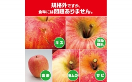 今年も約10kgをお届けします!　訳ありりんご「サンふじ」24～46個入＜R6年1月下旬～発送開始＞