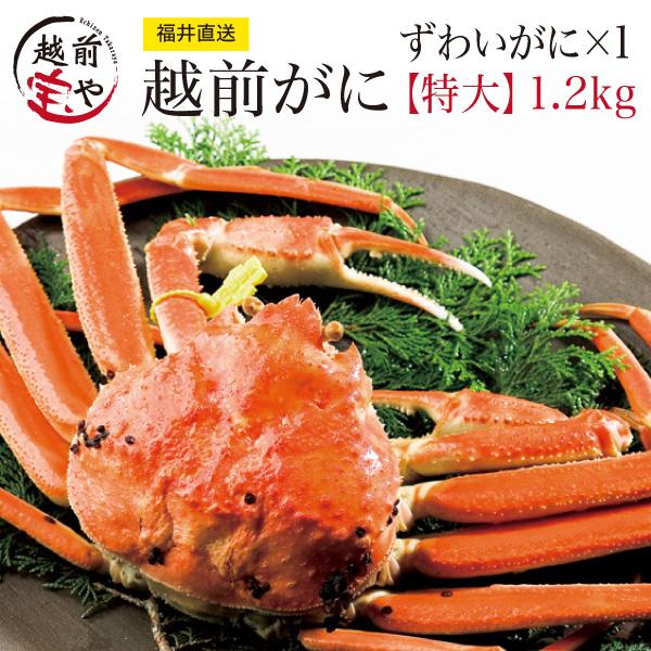 越前ガニ 取り寄せ ズワイガニ 特大級1.2kg×１杯 ((冷蔵)) ズワイガニ姿 ずわい蟹 ボイル