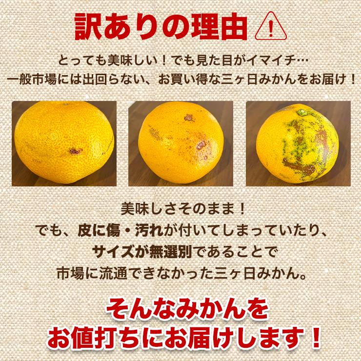  三ヶ日 早生 みかん 10kg どうまいらぁ！ みかん 送料無料 S 〜 3L サイズ不揃い 三ヶ日みかん 訳ありみかん 産地直送