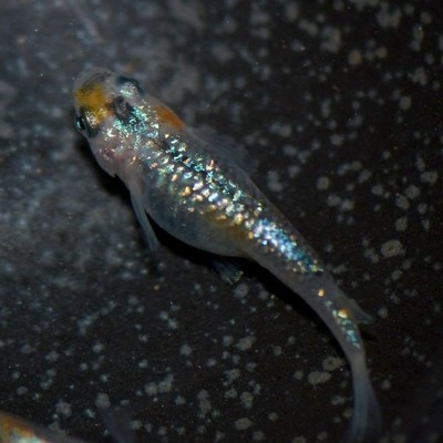 メダカ 煌ラメめだか 稚魚10匹 煌ラメメダカ 通販 Lineポイント最大0 5 Get Lineショッピング