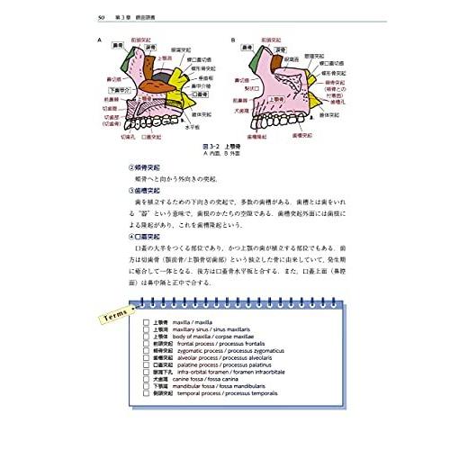 口腔の機能と解剖